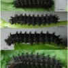 bol euphrosyne larva4 volg2